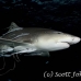 shark_lemon_tb_lbb_h_0625_bah0667.jpg